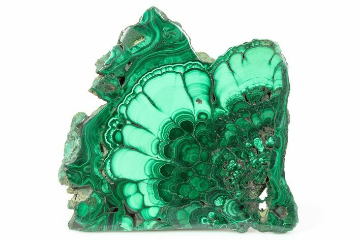 Flowery Polished Malachite Slab - DR Congo #266796
